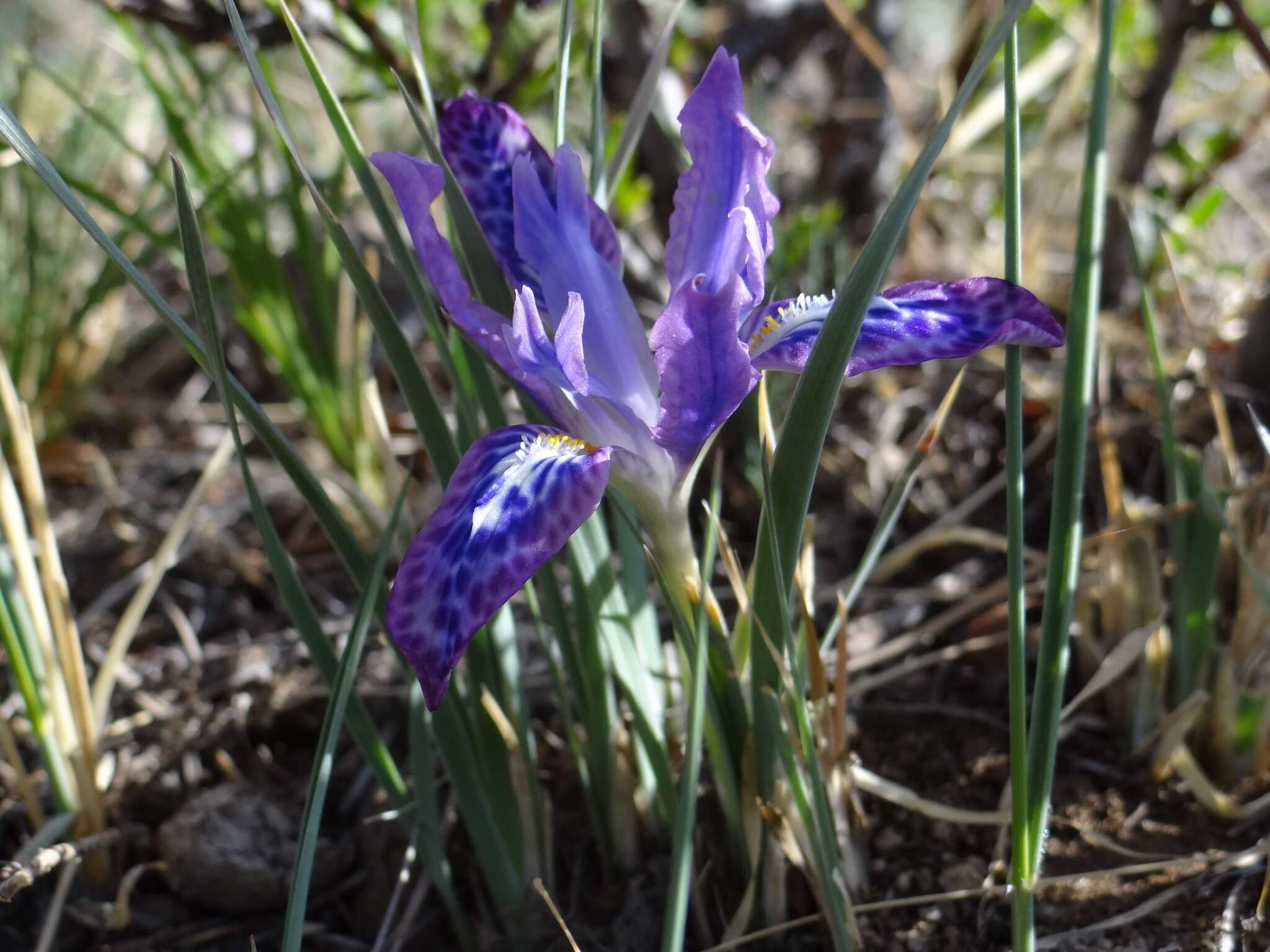 Image of Iris tigridia Bunge ex Ledeb.