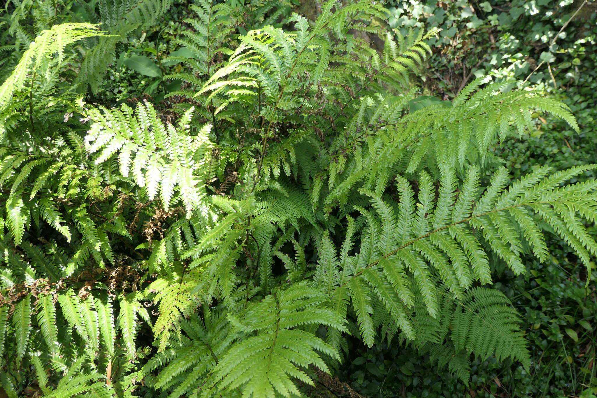 Image of Pteris incompleta Cav.