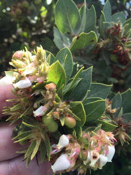 Image of Montara manzanita