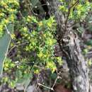 صورة Pimelea serpyllifolia subsp. serpyllifolia