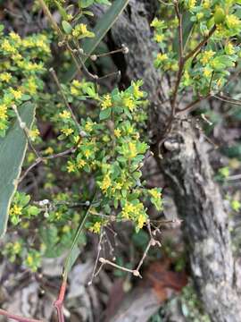 Image of Pimelea serpyllifolia R. Br.