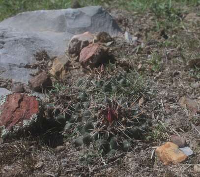 Image of Coryphantha vogtherriana Werderm. & Boed.