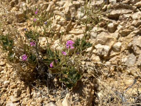 Image of Ripley's gilia