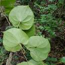 Imagem de Dioscorea sambiranensis R. Knuth