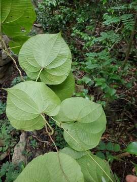 Image de Dioscorea sambiranensis R. Knuth