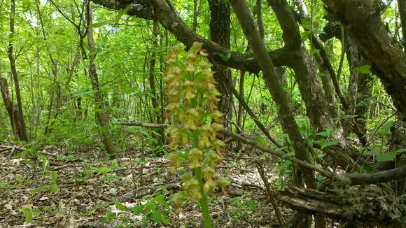 Image of Small-dotted Orchis