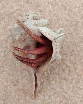 Image of striated hermit crab