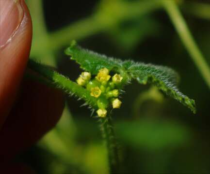 Image of Cucumis ritchiei (C. B. Clarke) Ghebret. & Thulin