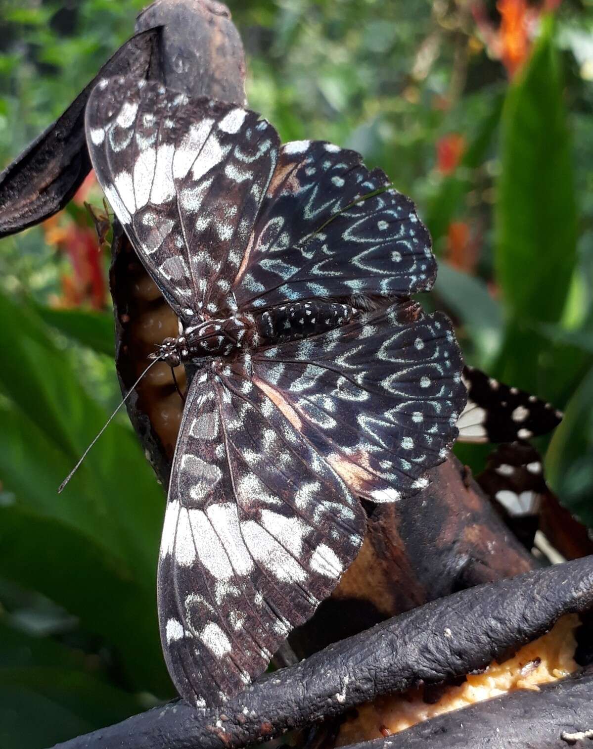 صورة Hamadryas amphinome mexicana Lucas 1853