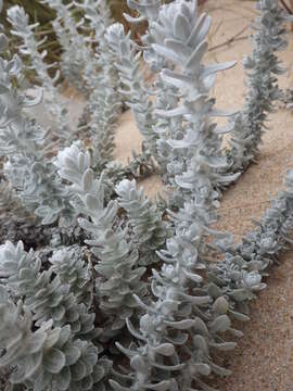 Image of Otanthus maritimus subsp. maritimus