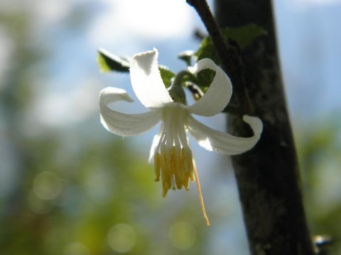 Image of American snowbell