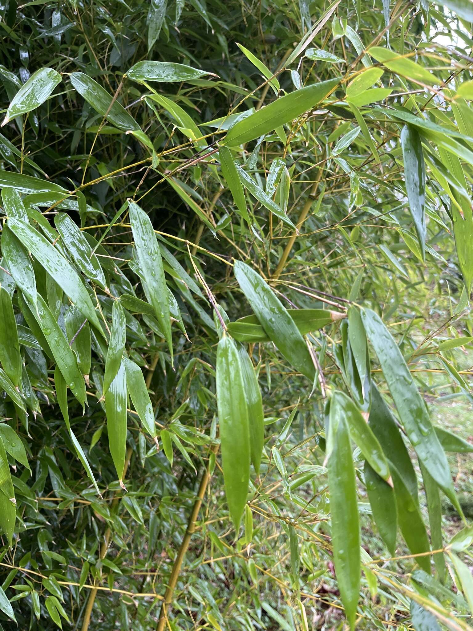 Image of common bamboo