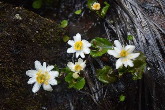 Image of Howell's marsh marigold