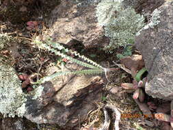 Image of Tritonia securigera subsp. watermeyeri (L. Bolus) J. C. Manning & Goldblatt