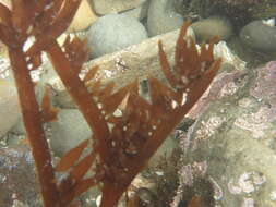 Image de Prionitis lanceolata