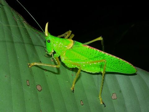 Image of Rhinoceros Katydid