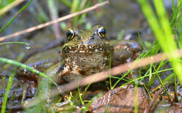 Image of Northern Red-legged Frog