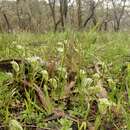 Image of Sharp-leaf greenhood