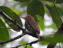 Image of White-whiskered Puffbird