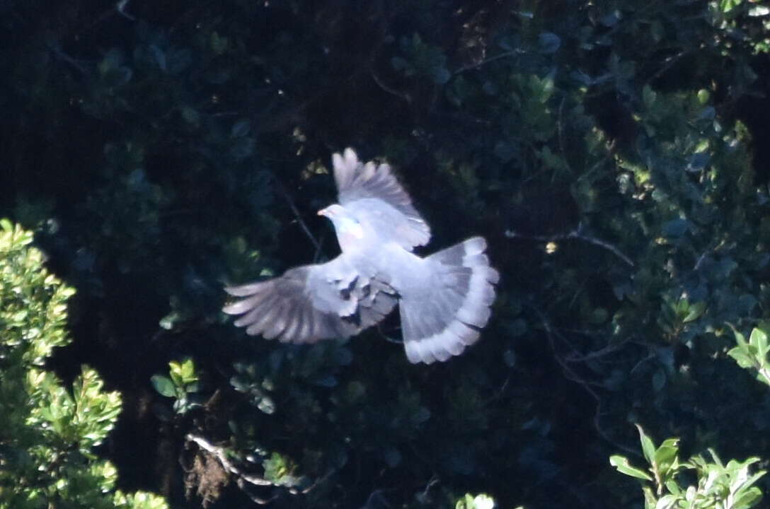 Image of Bolle's Laurel Pigeon