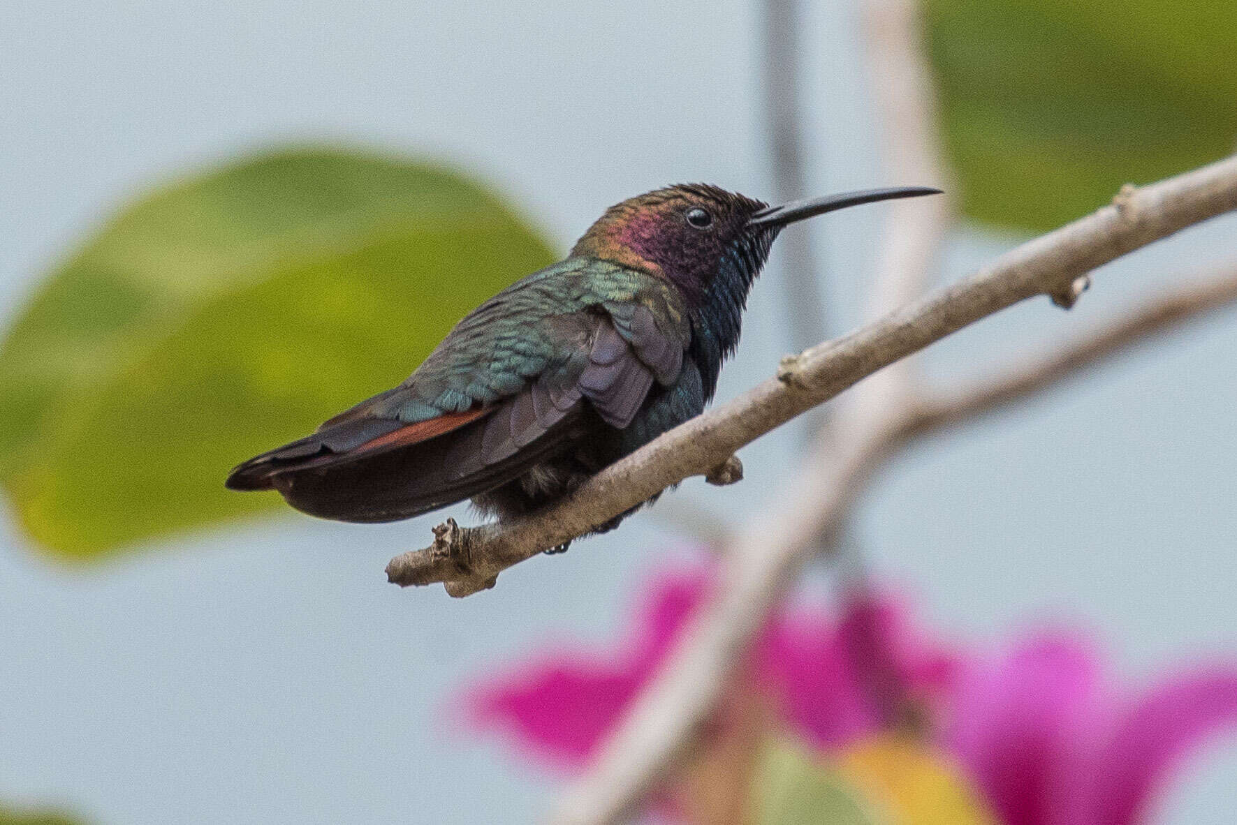 Plancia ëd Anthracothorax mango (Linnaeus 1758)