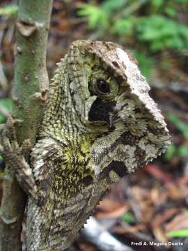 Image of Keeled Helmeted Basilisk