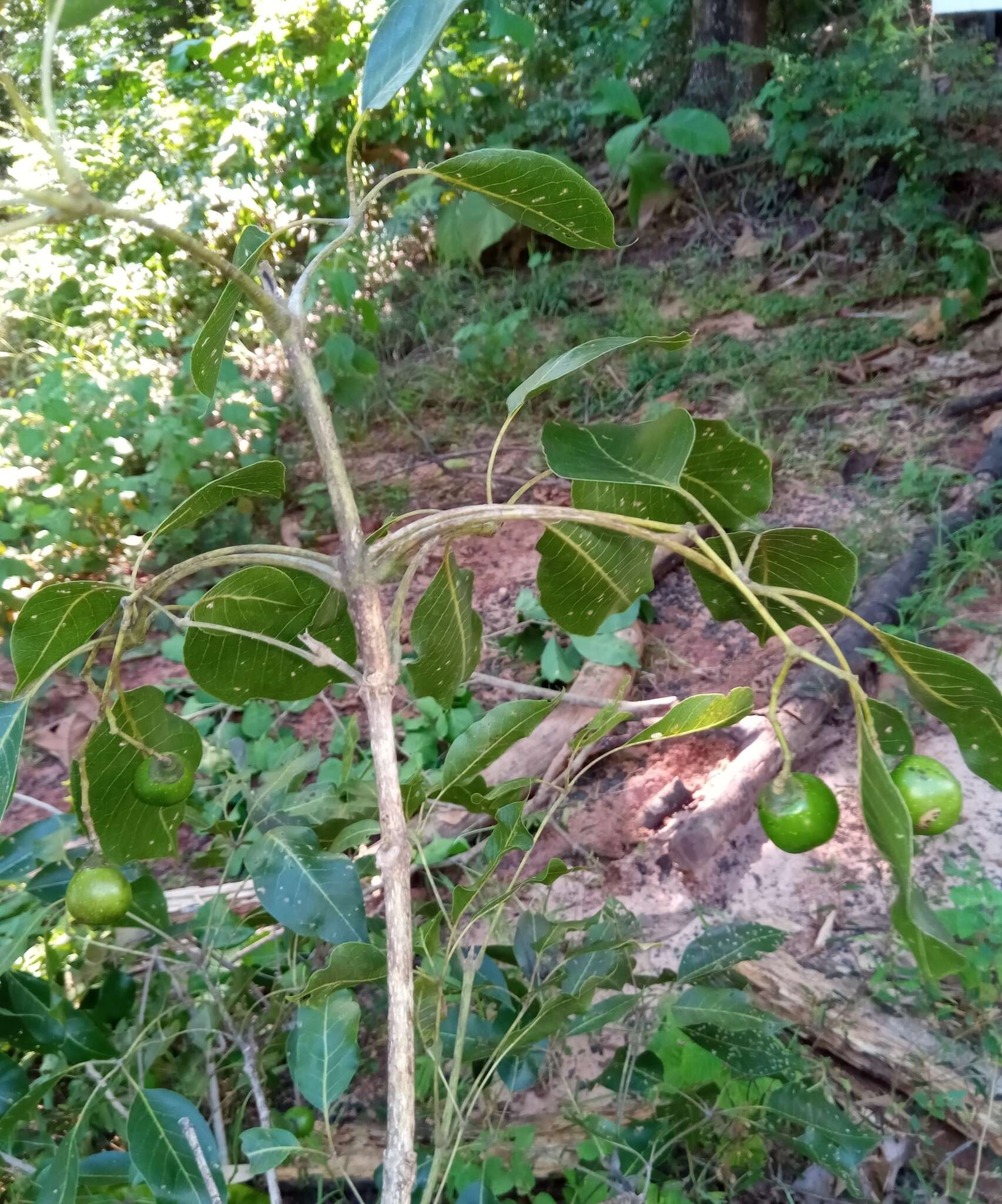 Sivun Vitex beraviensis Vatke kuva