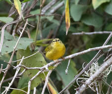 Image of Two-banded Warbler