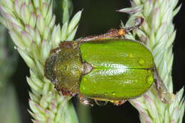 Image of Brachysternus spectabilis Erichson 1847