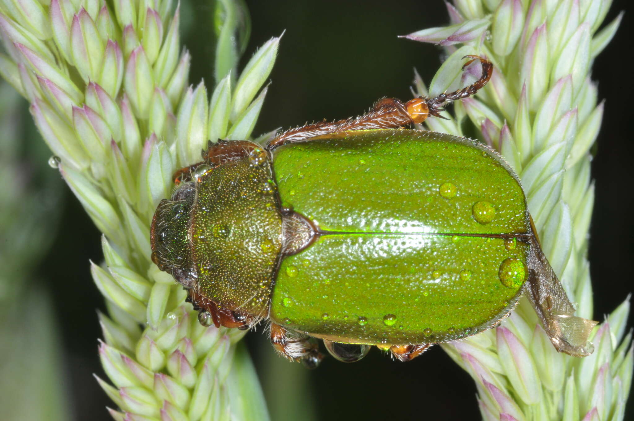 Imagem de Brachysternus spectabilis Erichson 1847