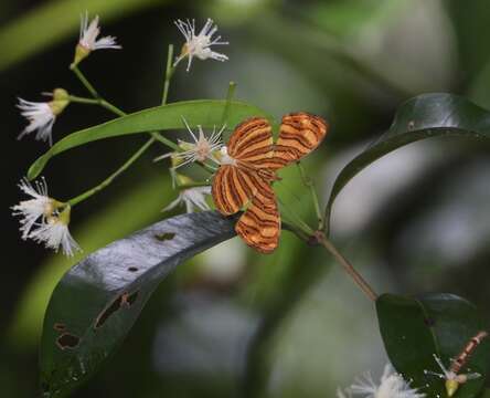 Chersonesia peraka Distant 1884的圖片