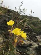 Oenothera wolfii (Munz) P. H. Raven, W. Dietrich & W. Stubbe resmi