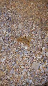 Image of Arizona Bark Scorpion