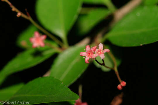 Слика од Gymnosporia rubra (Harv.) Loes.