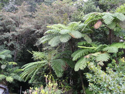 Image of West Indian treefern