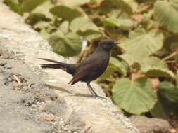 Image of Black Bush Robin