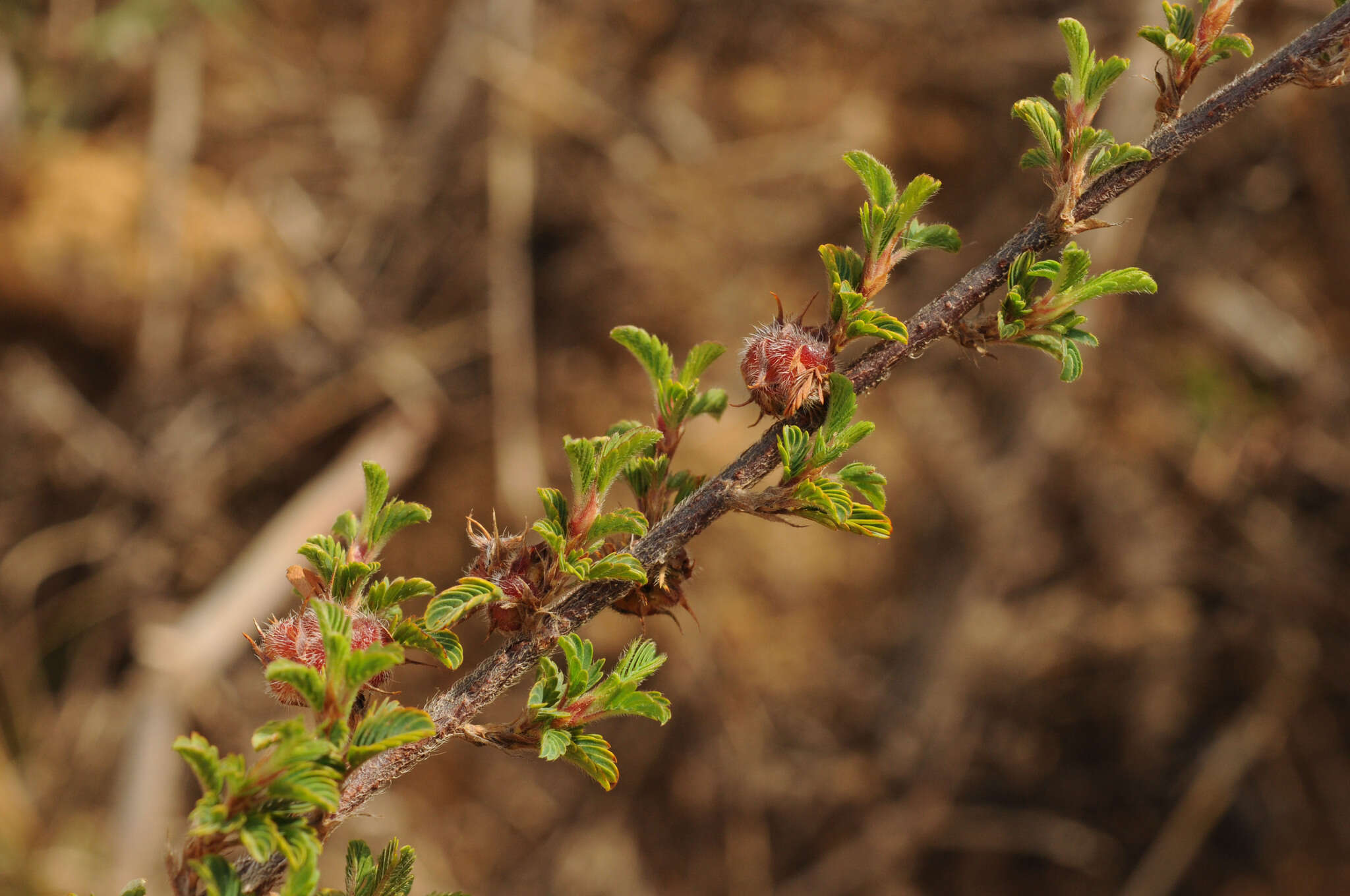 Image of Kotschya strigosa (Benth.) Dewit & P. A. Duvign.