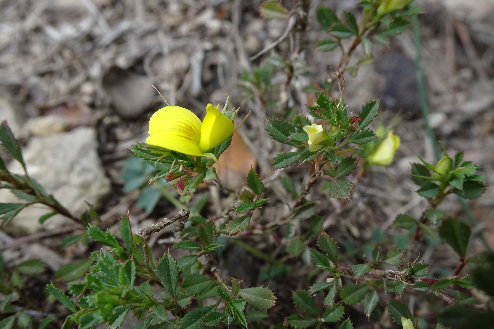 Image of Ononis minutissima L.