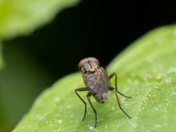 Sivun Leucophora johnsoni (Stein 1898) kuva