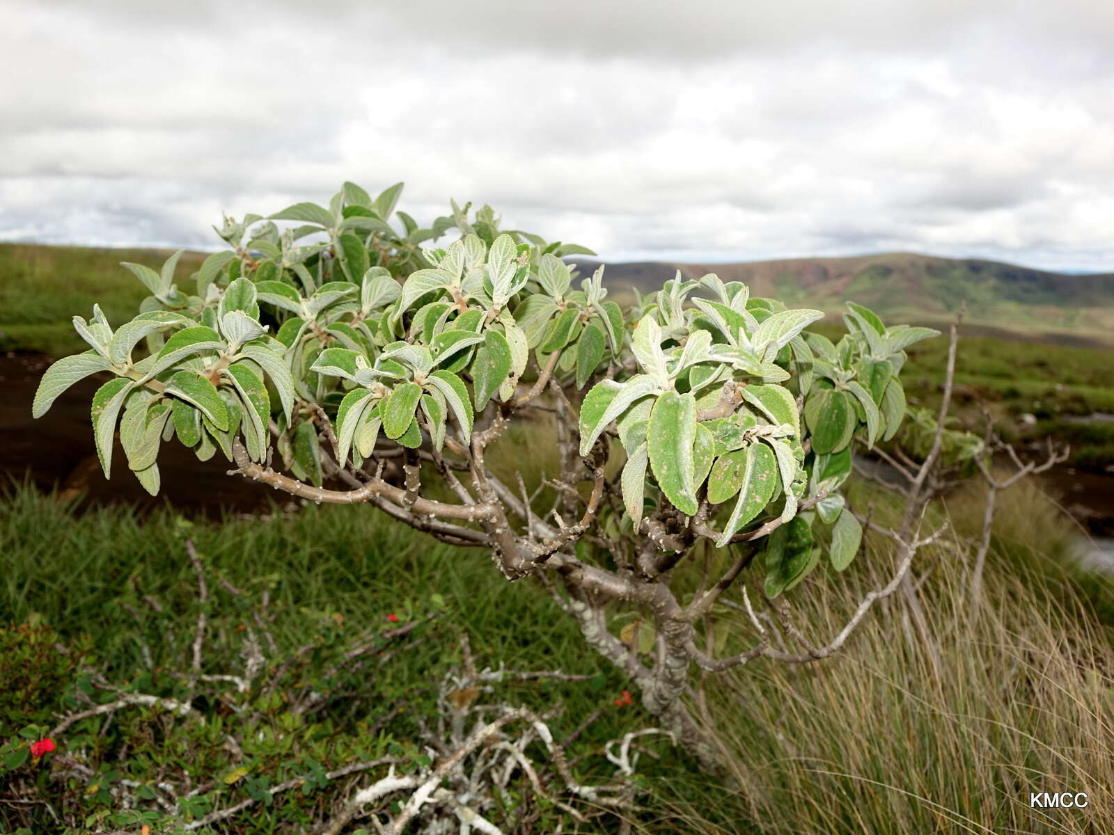 Image of Tetradenia goudotii Briq.