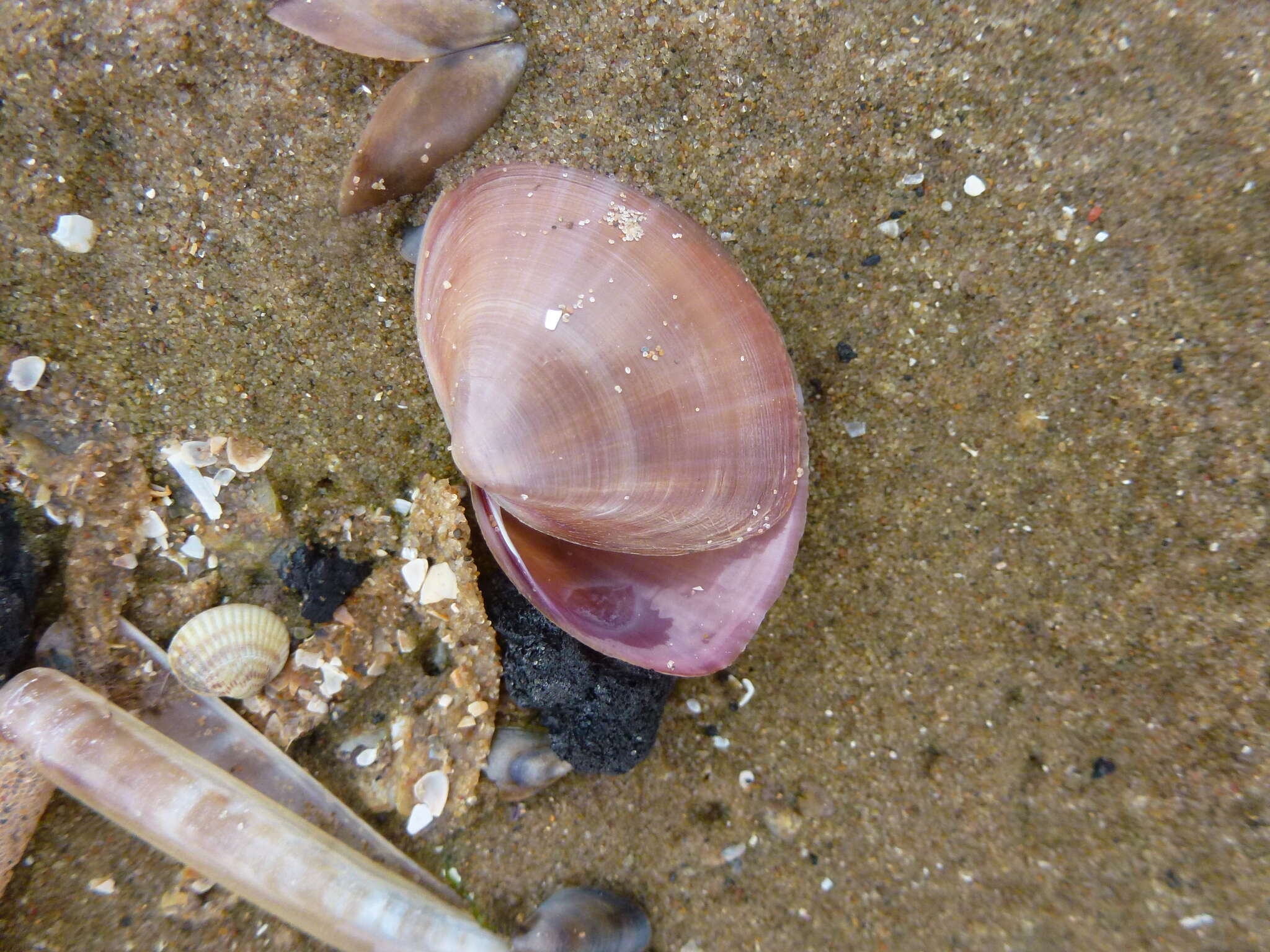 Image of rayed trough clam