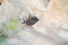 Plancia ëd Rhynocoris erythropus (Linnaeus 1767)