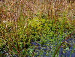 Imagem de Sphagnum cuspidatum Ehrhart ex G. F. Hoffmann 1796