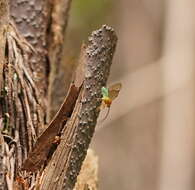 Image of Theronia maculosa Krieger 1906