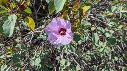 Image of Sturt's desert rose