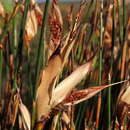 صورة Willdenowia glomerata (Thunb.) H. P. Linder
