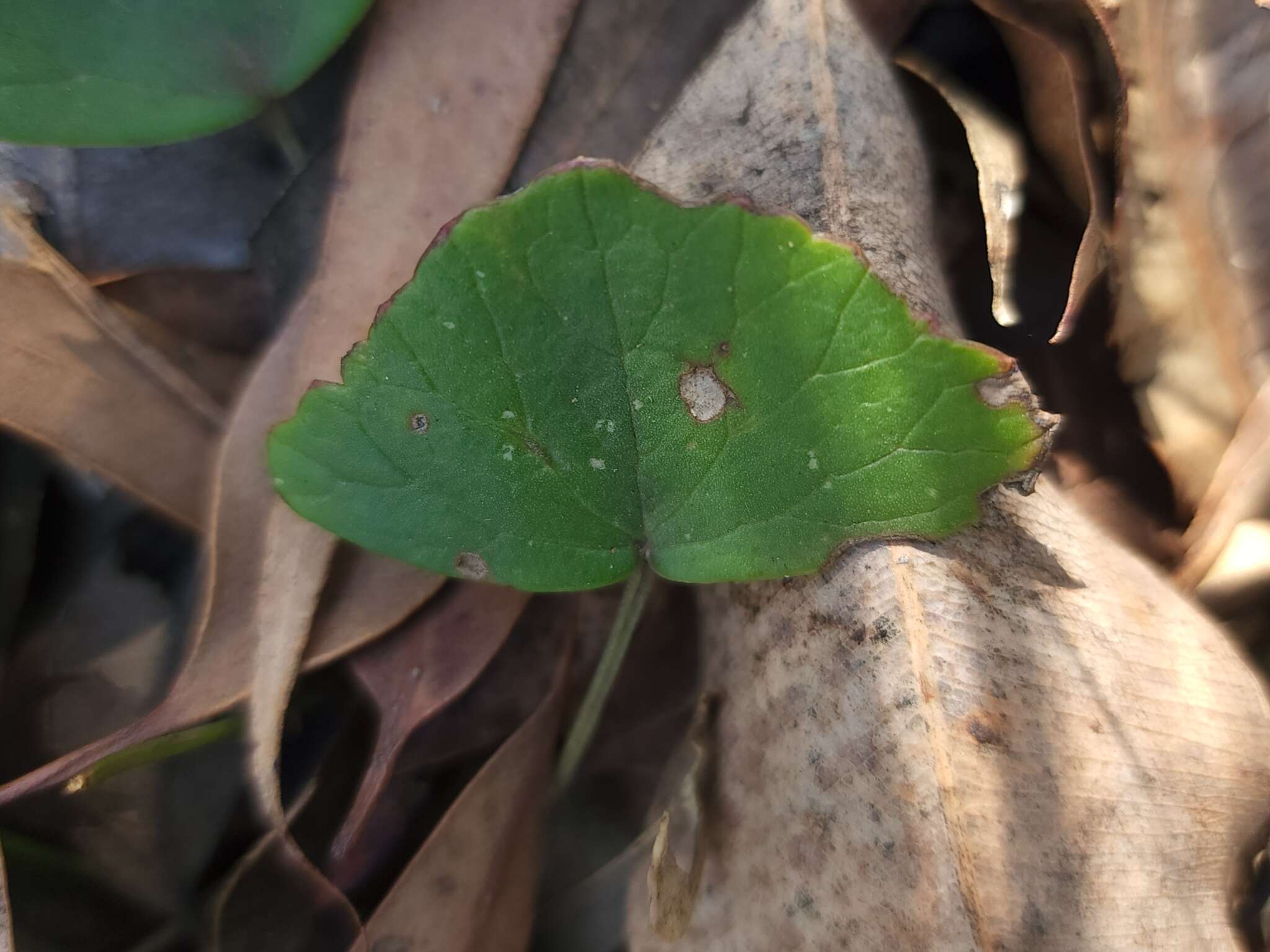 Image of Pentapeltis peltigera (Hook.) Bunge