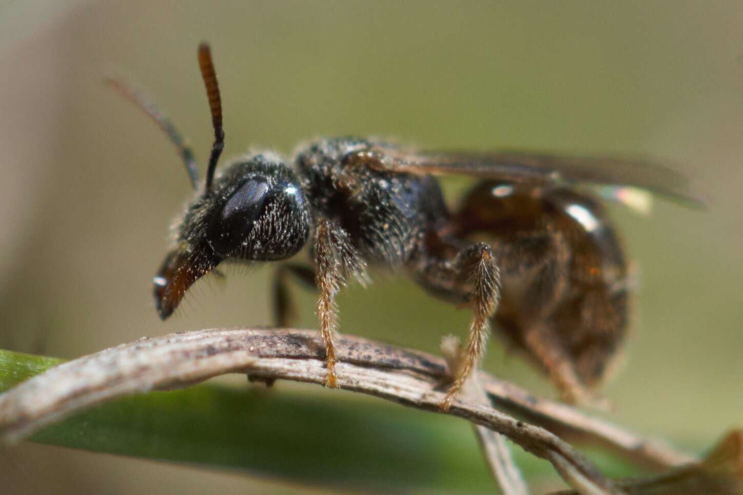 Lasioglossum lionotum (Sandhouse 1923)的圖片