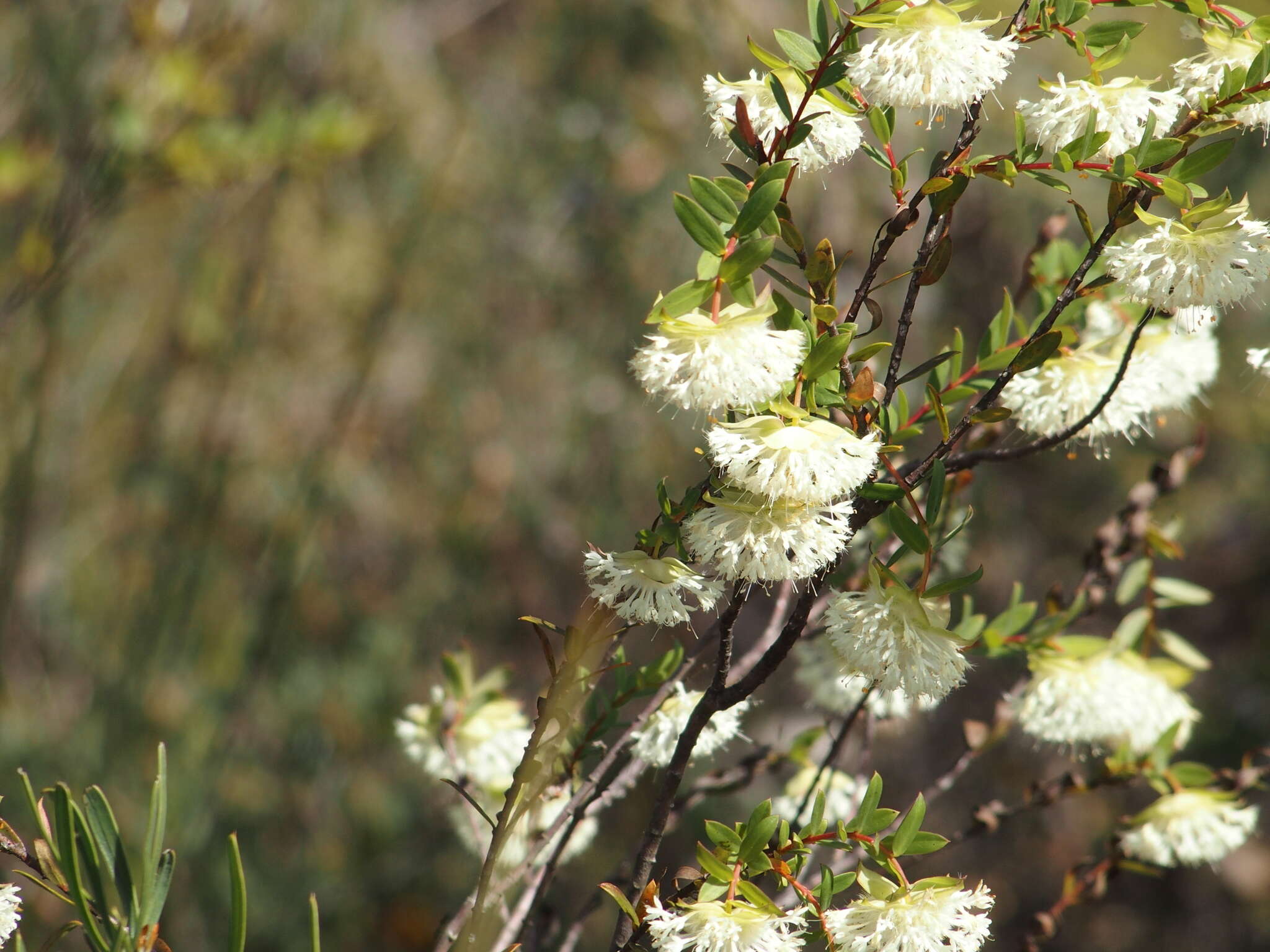 Image of Pimelea lehmanniana Meissn.