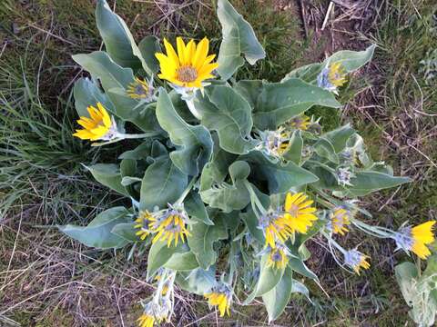 Image of arrowleaf balsamroot